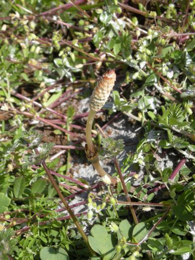 初の椎茸菌の植え付け・・