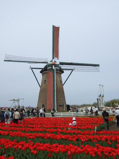 花紀行 佐倉チューリップまつり