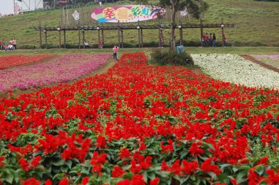 花海農場＠桃園大渓