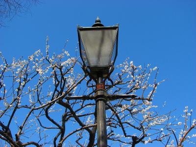 板橋美術館付近と梅花