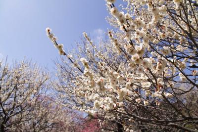 偕楽園の梅まつり