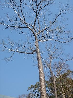 密林のアンコールワットと熱い街ホーチミン　?