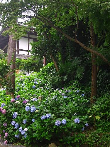 咲き誇るアジサイに夏を感じて～鎌倉