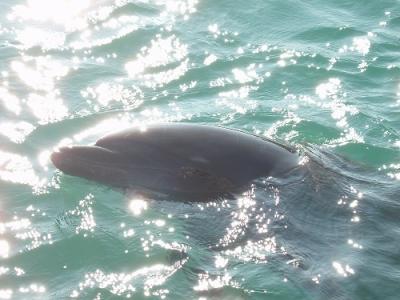 古の森と自然に触れる～和歌山
