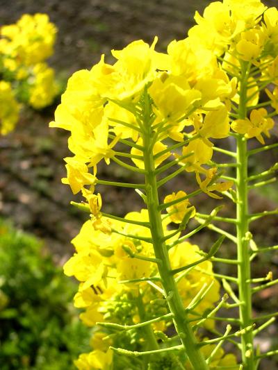 近江路・河辺いきものの森