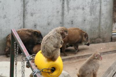 福岡市動植物園の2008春