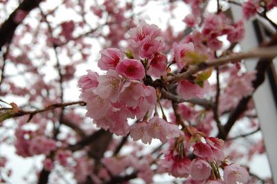 伊東に桜を見に行ったら雨でした　(´･ω･｀)ｼｮﾎﾞｰﾝ