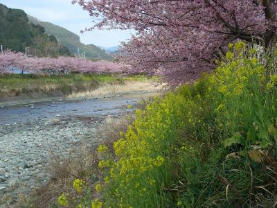 3月上旬に満開の河津桜