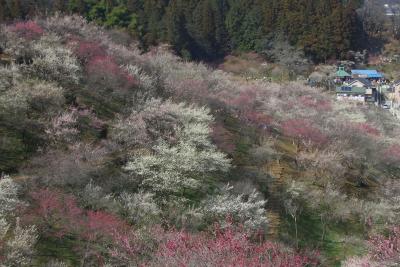 春爛漫　日の出山から吉野梅郷へ