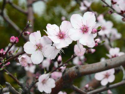 アーモンドで一足早いお花見！