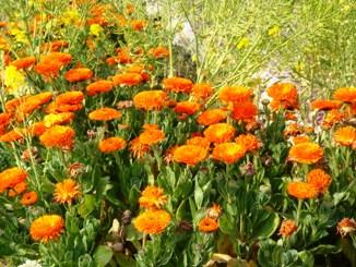 日帰り　南房総ドライブ