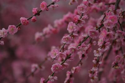 三重県北部　いなべ梅林公園へ花見