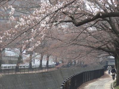 多摩センター　駅周辺、桜の開花