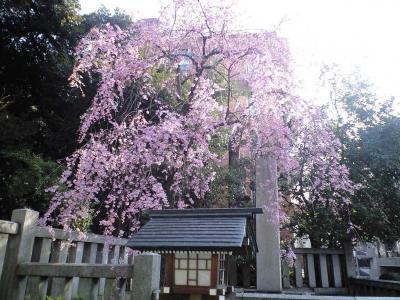 乃木神社のしだれ桜