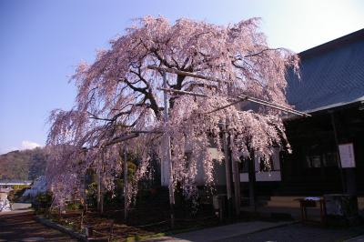 2008桜日記 第二弾 伊豆の国市 龍源院 編 