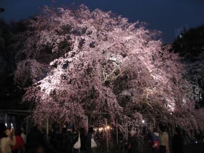 桜の季節がやって来た　　巣鴨・駒込         TOKYO - cherry blossom in Rikugien