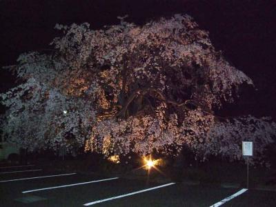 しだれ桜のライトアップ～本妙寺～