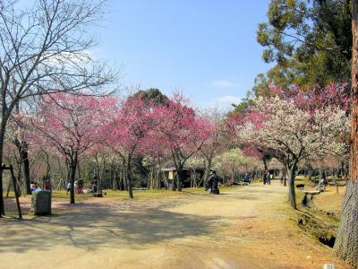 梅満開の奈良公園♪