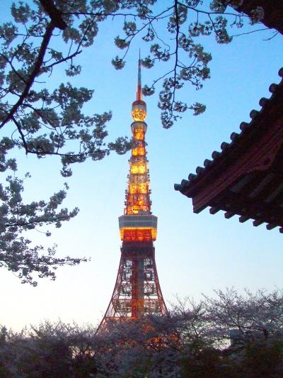 芝界隈　2008春　桜を求めて～増上寺・東京タワー・芝公園～