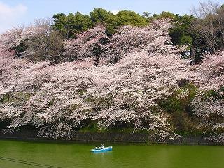 お花見2008千鳥が淵、墨田公園＆向島