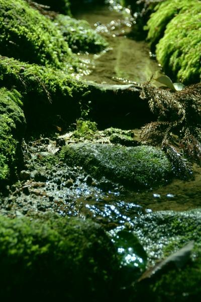 2008滋賀旅行【湖東三山編】