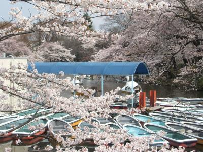 桜の花見その１《井の頭公園・東京女子大周辺》