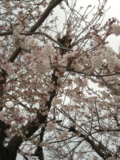 つるや吉祥亭（別館）へ。。飲んだ　食った！の女4人旅?