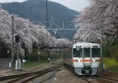 山北駅周辺は桜満開!!