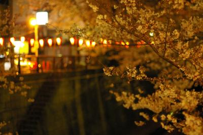 渋谷の隣、池尻大橋　目黒川の夜桜