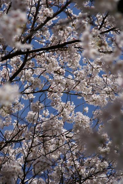 桜の季節 浜離宮庭園