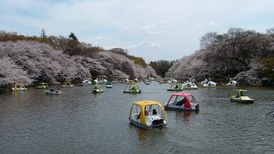 井の頭公園での花見