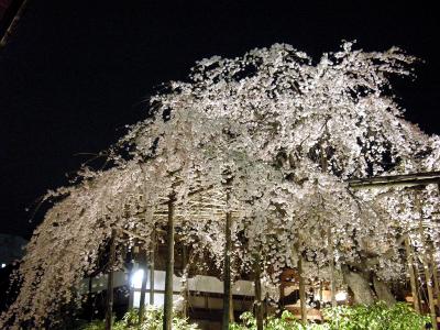 玉蔵院の枝垂桜/浦和
