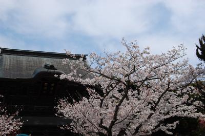 桜散歩☆再び鎌倉の地へ