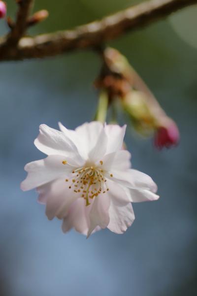 城山かたくりの里〈そのほかの花〉