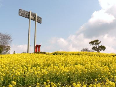 神戸総合運動公園の菜の花咲く丘