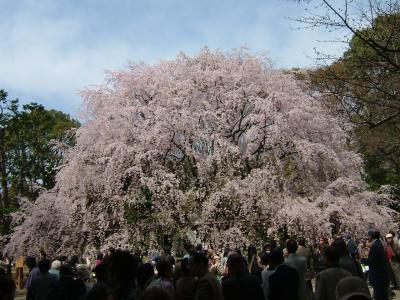 しだれ桜は見事でした。