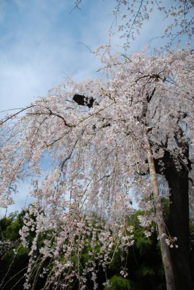 桶川桜の旅、普門寺のシダレザクラ