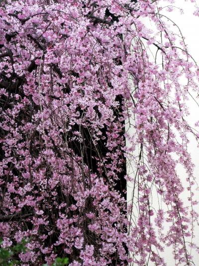 桜輪行-3　文学の道･里見公園　☆気ままに寄り道・花咲く処 