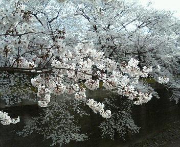 音無川の桜