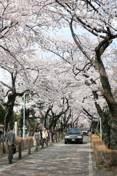 青山霊園にてお花見♪