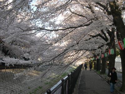 【近郊１】近所の桜がきれいでした
