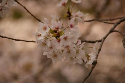 東京　桜の名所。目黒川の桜