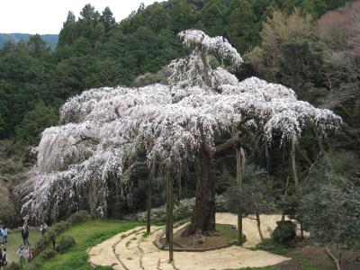330歳の枝垂れ桜と県立生命の星・地球博物館