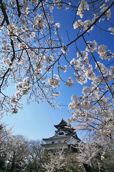 国宝犬山城と桜　　飛騨木曽国定公園　/　愛知県犬山市