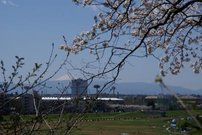 桜の花舞う 多摩川台公園