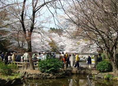 スワンボートから桜に手が届く井の頭公園