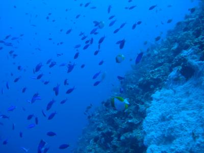 　久米島ＤＩＶＩＮＧ