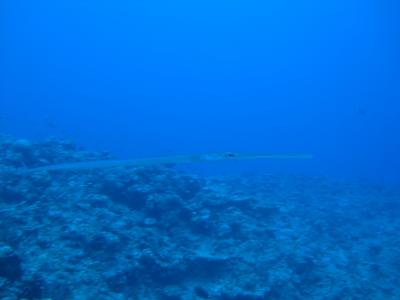 久米島ダイビング（2）