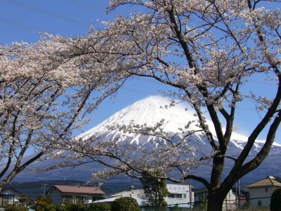 2008桜日記 第8弾 ?  富士宮市内 編 