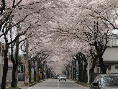 わが町の桜を愛でる